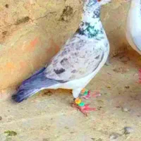 گرگی|پرنده|زاهدان, |دیوار