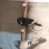 قره سیاه سوسنی|پرنده|شیراز, سعدیه شمالی|دیوار