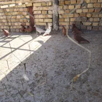 کبوتر