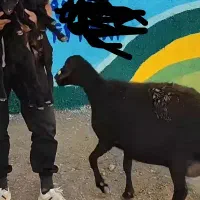 گوسفند ژن دار اصلاح نژاد|حیوانات مزرعه|نمین, |دیوار