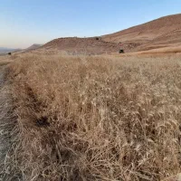 فروش30کوپه کاه