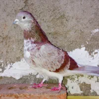 یه جفت کبوتر پرشی