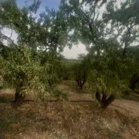 1875متر باغ بادام مامایی مثمر نزدیک پل زمانخان|فروش دفتر صنعتی، کشاورزی، تجاری|سامان, |دیوار