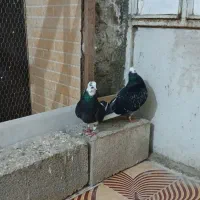 کبوتر  سیمین شهر|پرنده|سیمین شهر, |دیوار