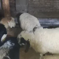 فروش بره نر ماده کم وزن سبک سنگین