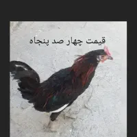 سه تا خروس|پرنده|بندر کنگان, |دیوار