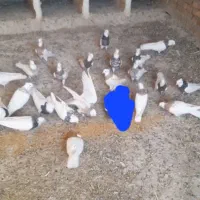 تعدادی کبوتر ناور طوقی و تهرانی|پرنده|قروه, |دیوار