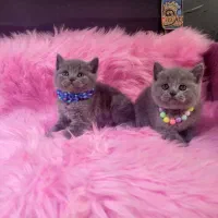 گربه اسکاتیش و بریتیش و پرشین