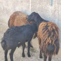 شیشک قوچهای قزل افشارو بره قوچ موفرلخت قره قزل