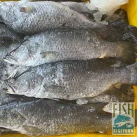 ماهی سیباس صید امروز 10 کیلو