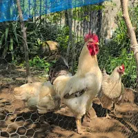 خروس درجه یک اعلا