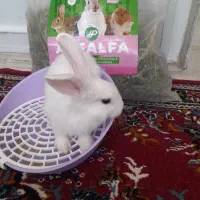 خرگوش لپ مینیاتور