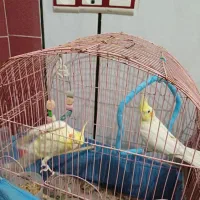 فروش دو عروس هلندی