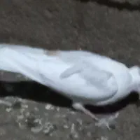 کفتر کاکلی ماده|پرنده|بسطام, |دیوار