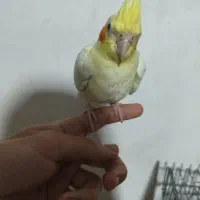 عروس هلندی لوتینو|پرنده|رشت, سلیمانداراب|دیوار