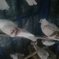 فروش کفتر کبوتر|پرنده|دورود, |دیوار