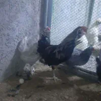 جوجه و تخم نطفه دار گلین|حیوانات مزرعه|ری, ولی آباد|دیوار