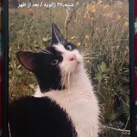 گوشی نوت 12|موبایل|خاش, |دیوار