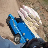 کاه دیم نرم درجه یک