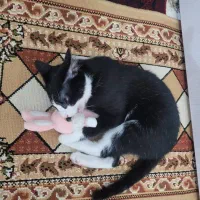 واگذاری گربه رایگان|گربه|مشهد, فرهنگیان (شهرک غرب)|دیوار