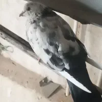 کبوتر
