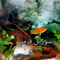 ماهی دم شمشیری