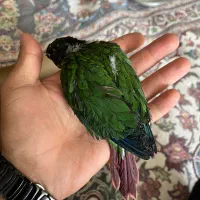 جوجه گرینچیک و جوجه عروس