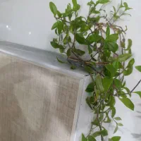 گل طبیعی|گل و گیاه طبیعی|اندیمشک, |دیوار
