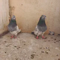 کفتر|حیوانات|شیراز, قلعه شاهزاده بیگم|دیوار