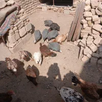 مرغ خروس لاری|حیوانات مزرعه|تربت جام, حافظ|دیوار