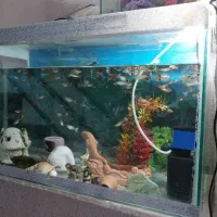 آکواریوم|ماهی|قزوین, |دیوار