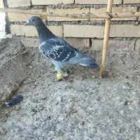 کفتر پرشی گرفتنی|پرنده|نیشابور, ده حلاج|دیوار