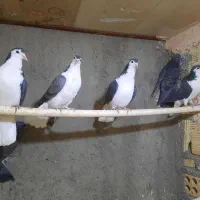 اصفهانی|پرنده|یزد, |دیوار