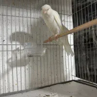 قناری رسمی بلند