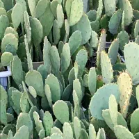 قلمه کاکتوس