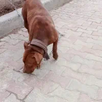 سگ پیت بول ماده|سگ|اسلام‌شهر, شهرک توحید|دیوار