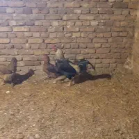 خروس دو رگه