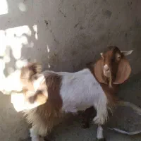 فروش گتاچ ( پاچن)