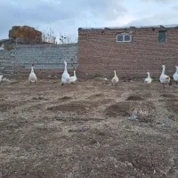 فروش قوغاز سفید چینی