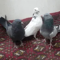 کبوتر پر|پرنده|شهرکرد, |دیوار