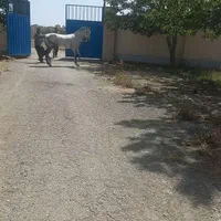 فروشی نرینان هفت ساله ترکمن اخال