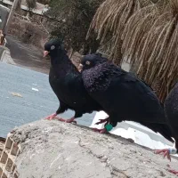 کفتر زاغ|پرنده|بم, |دیوار