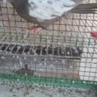 کبوتر