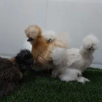 جوجه مرغ خروس ابریشمی به صورت جفت