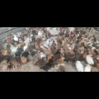 جوجه مرغ محلی