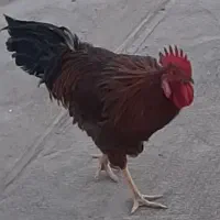 خروس جوان