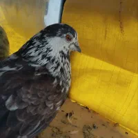 کفتر جوجه کشی