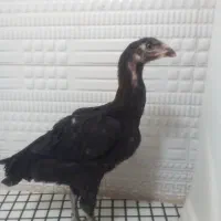 جوجه لاری اصل