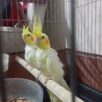 عروس هلندی نر و ماده جوجه