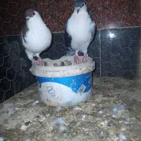 جفت ساده مگس با سرخ